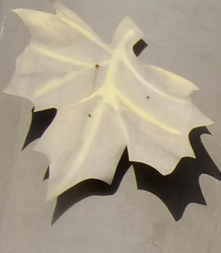 Апарт-отель Park